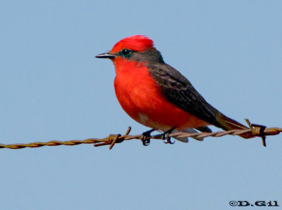 CHURRINCHE (Pyrocephalus rubinus)  - (Macho) Costa en La Estacada -MONTEVIDEO (Octubre 2009)